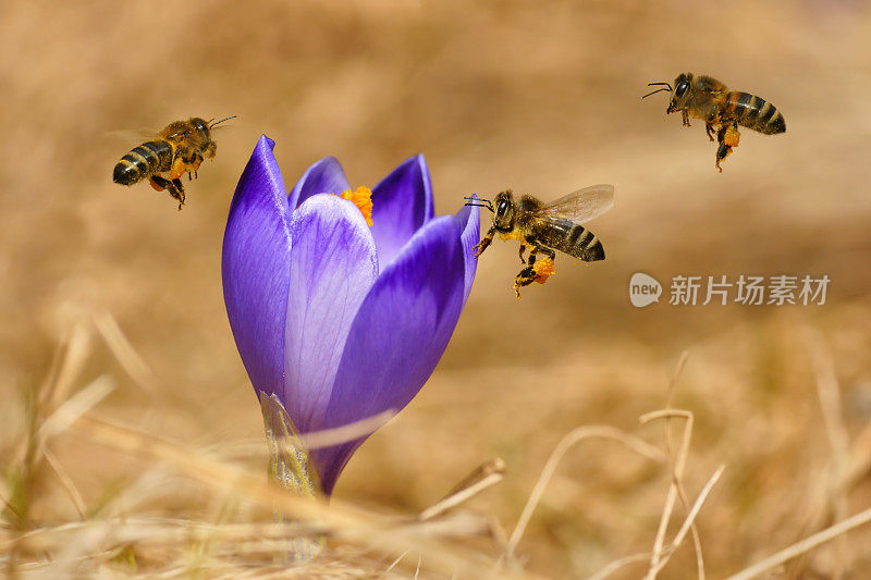 蜜蜂(Apis mellifera)，蜜蜂飞过番红花